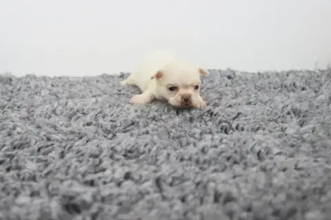 Chihuahua  Poil Long Blanche De La Grande Equinoxe photo 2