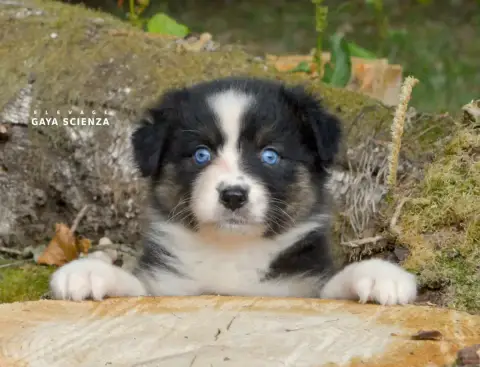 Berger Australien  Chiot N°6 Des Monts De La Gaya Sci 92c7c