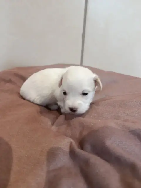 Coton De Tulear  Rouge Du Haut De Champfleury photo 3