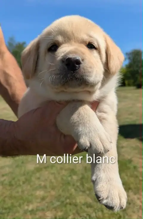 Labrador Retriever photo 2