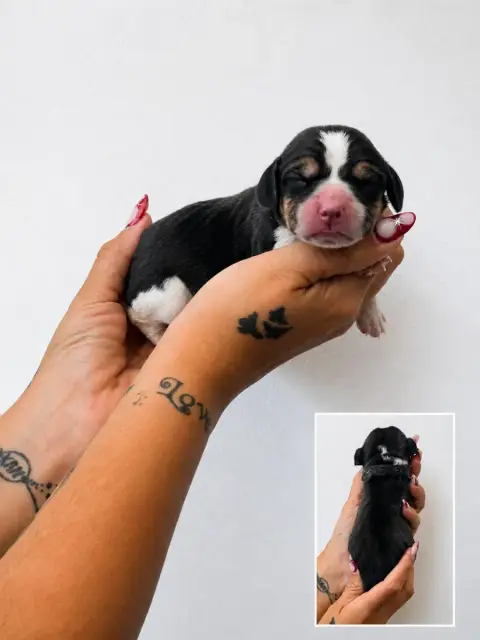 Beagle  Chiot 4 Collier Noir Corsicahusky