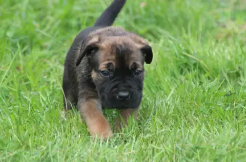Cane Corso  Chiot N°2 photo 2
