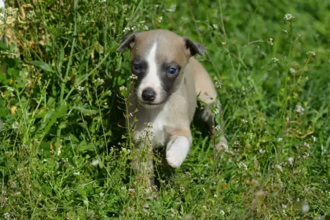 Whippet  Chiot 7 Du Haras Eclair Horside'Whip