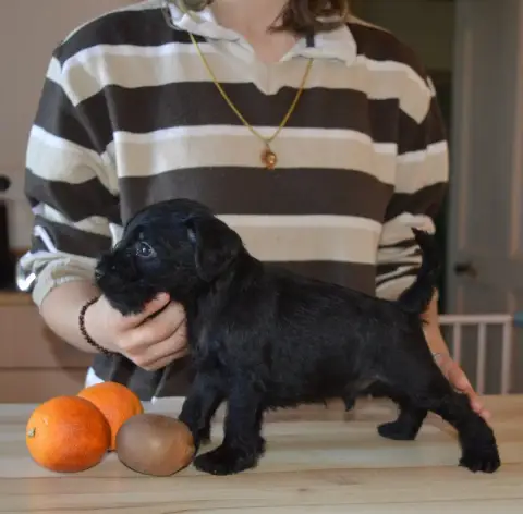 Schnauzer Miniature  Chiot 6 De Tierra Lemi photo 3