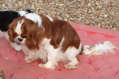 Cavalier King Charles Spaniel  Chiot N°1 Du Souvenir  d8f4d photo 3