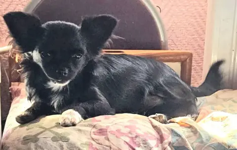 Chihuahua  Aunyx De La Fontaine Aux Maléfices
