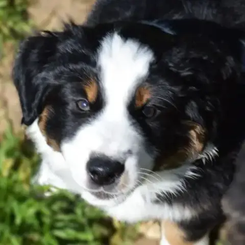 Magnifiques Chiots Berger Américain Miniature