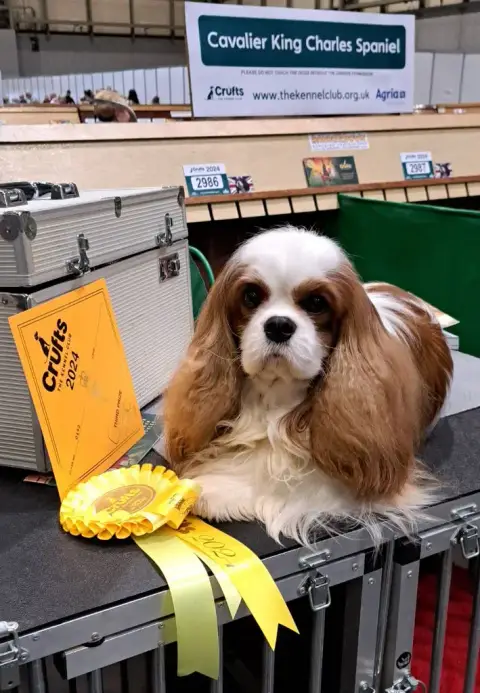 Cavalier King Charles Spaniel  Chiot N°3 Du Domaine D 790d8 photo 2