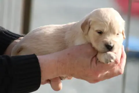 Golden Retriever  Chiot N°9 Des Romarins De Mayerling b4224 photo 2