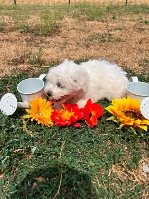 Coton De Tulear 
                        Betty De Jer 01abb photo 2