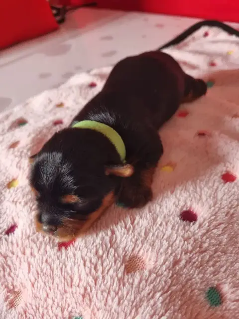 Yorkshire Terrier  Bitsy-