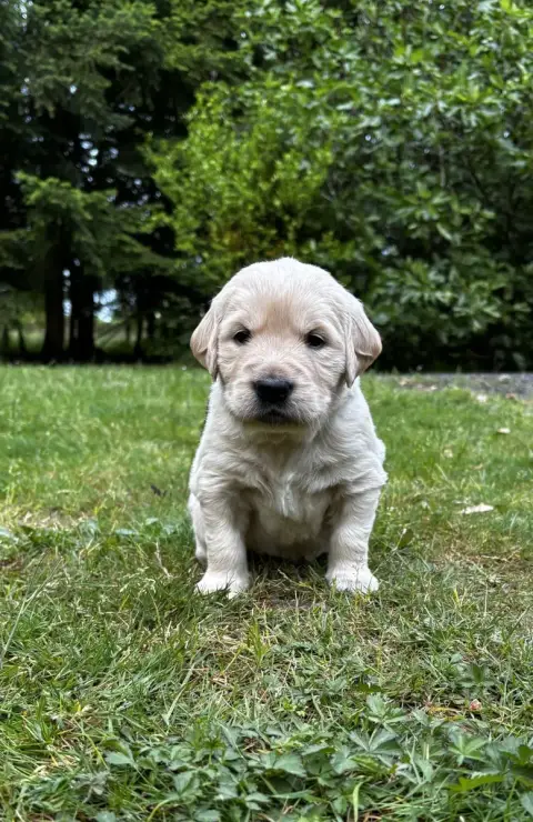 Golden Retriever  Mr Bleu La Pierre De L'Ounasi