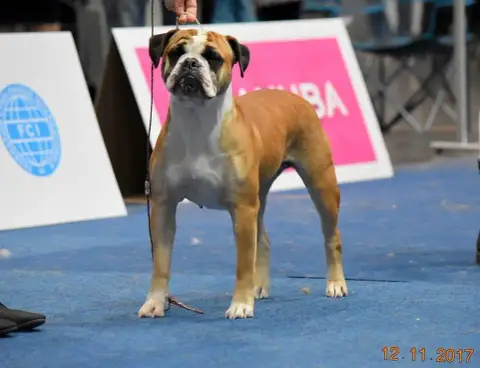 Bulldog Continental photo 3