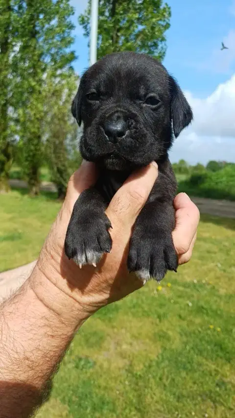 Cane Corso  Collier Vert Des Abysses De Némésis