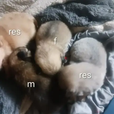 A Réserver Chiots Pomchi F2