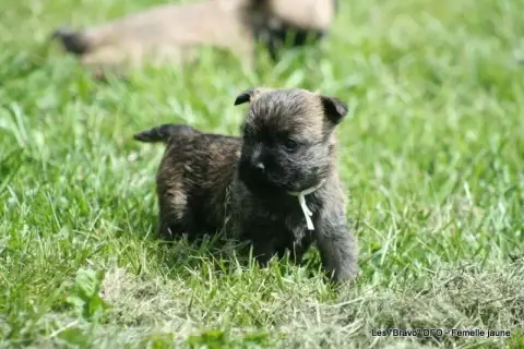 Cairn Terrier photo 2