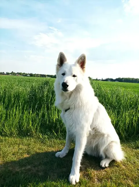 Berger Blanc Suisse  Chiot 1 Du Flo Des Roses photo 2