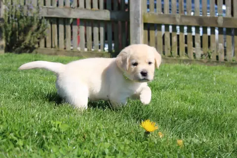 Labrador Retriever  Collier Vert Clair Of The Little  8e744