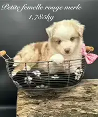 Berger Américain Miniature  Chiot N°1 Des Joyaux Des  2f418