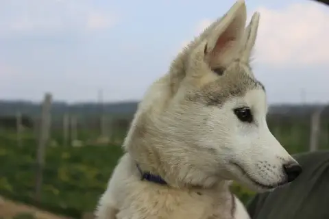 Siberian Husky  Aiko Du Mont Beloukha