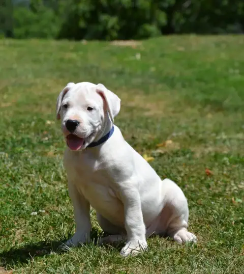 Dogo Argentino  Collier Bleu Del Angel De Los Volcano 61891 photo 3