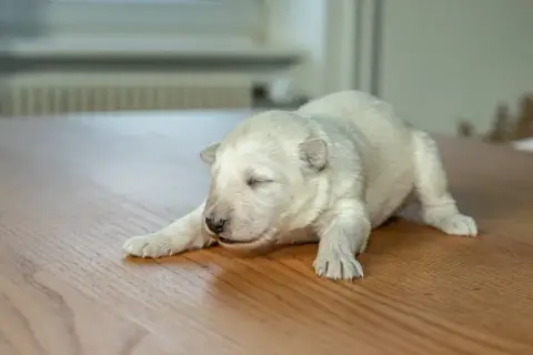 Berger Blanc Suisse  B Des Trois Land
