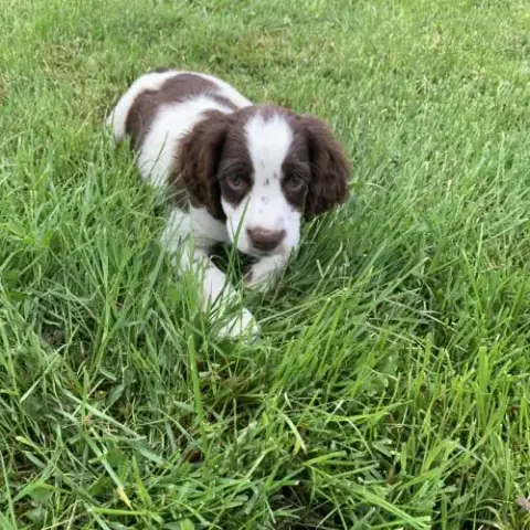 Chiot Springer