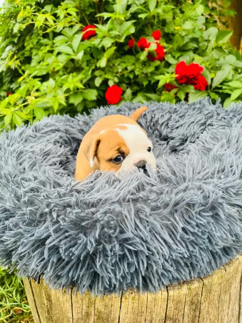 Bulldog Continental  Chiot 2 De La Truffe D’Acier photo 2