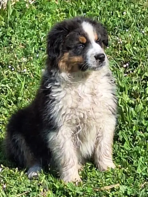Berger Australien  Chiot 7 De Lumeuil photo 3