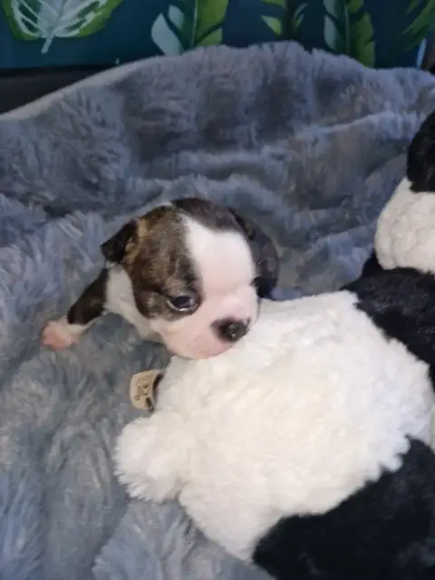 Boston Terrier  Boudechou La Patouille Des Forges