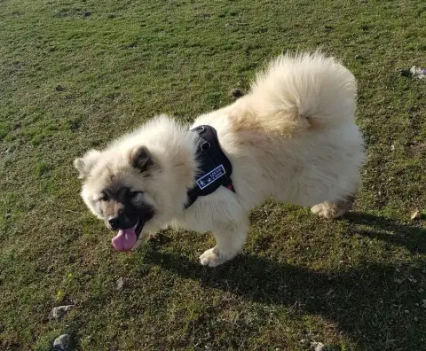 Eurasier  Chiot 4 L'Elevage Du Prince photo 3