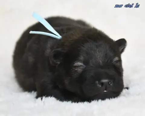 Eurasier  Chiot 6 Des Legendes De Retz