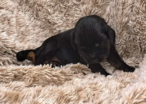 Cocker Spaniel Anglais  Buffy Of Mayajoe'S Dreams