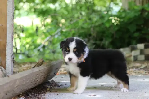 Berger Australien  Chiot N°4 Des Canailles De La Berg 24eea photo 2