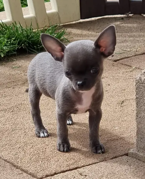 Chihuahua  Billie Jean De L'Arbre Des Batailles