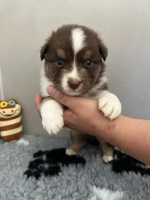 Berger Australien 
                        Chiot N°3  086eb