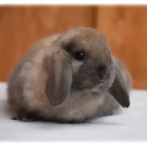 Lapins Nains Béliers