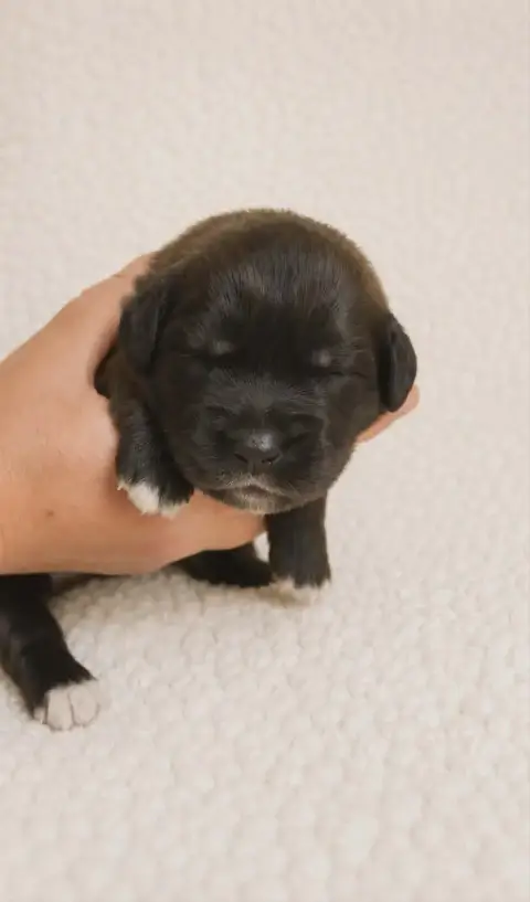 Leonberger  Chiot Rouge Des Terres Noires D'Epona