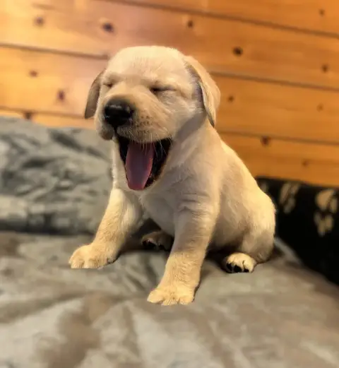 Labrador Retriever  Chiot N°7 Des Etangs De Puisaye 669c2