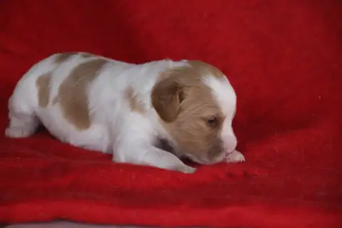 Epagneul Breton 
                        Chiot N°6 De 64380