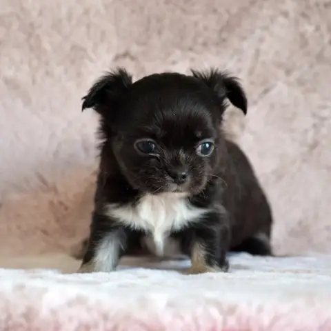 Chihuahua  Black Bart Des Loves Didi