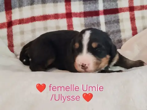 Adopter Bouvier Bernois 
                        Collier Roug 7031b