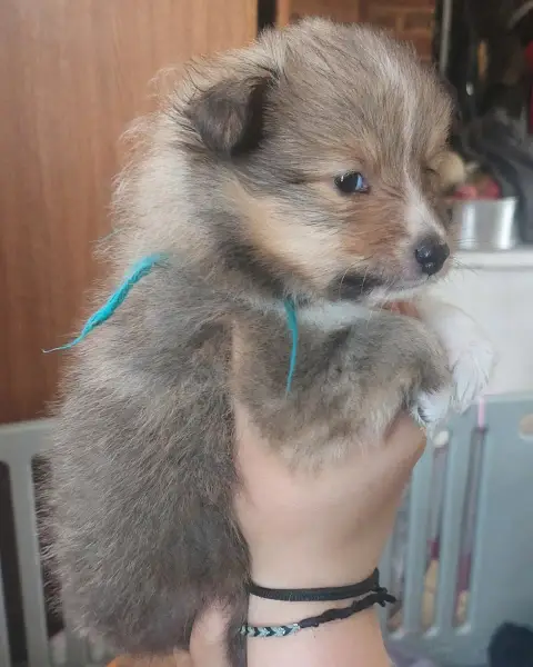 Shetland Sheepdog  Chiot N°3 Des Sources De L'Eaulne a7ac8