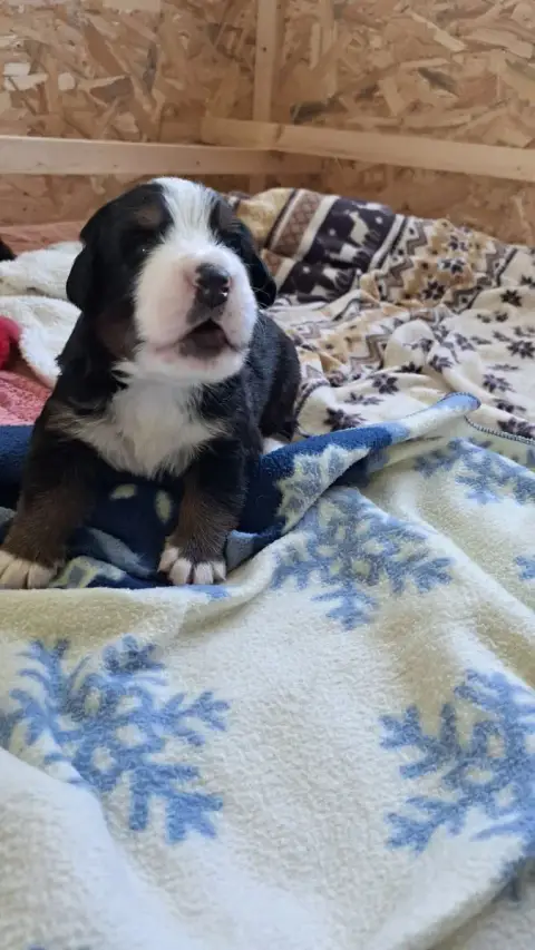 Bouvier Bernois  Chiot 1 Des Chateaux De Franconville fdf52