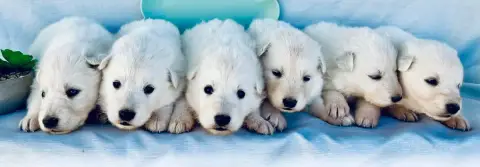 Berger Blanc Suisse