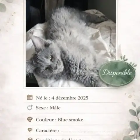 Main Coon Loof