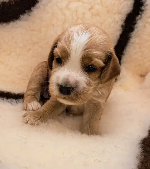 Cocker Spaniel Anglais  Babydoll