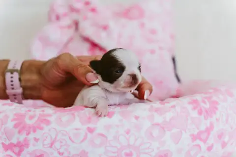 Chihuahua  Baby Bellissima Of Aphrodite Childs photo 3