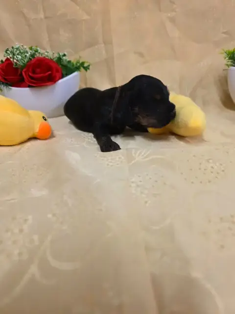 Cocker Spaniel Anglais 
                        B.... 93159 photo 3