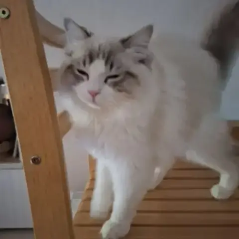 Mâle Ragdoll